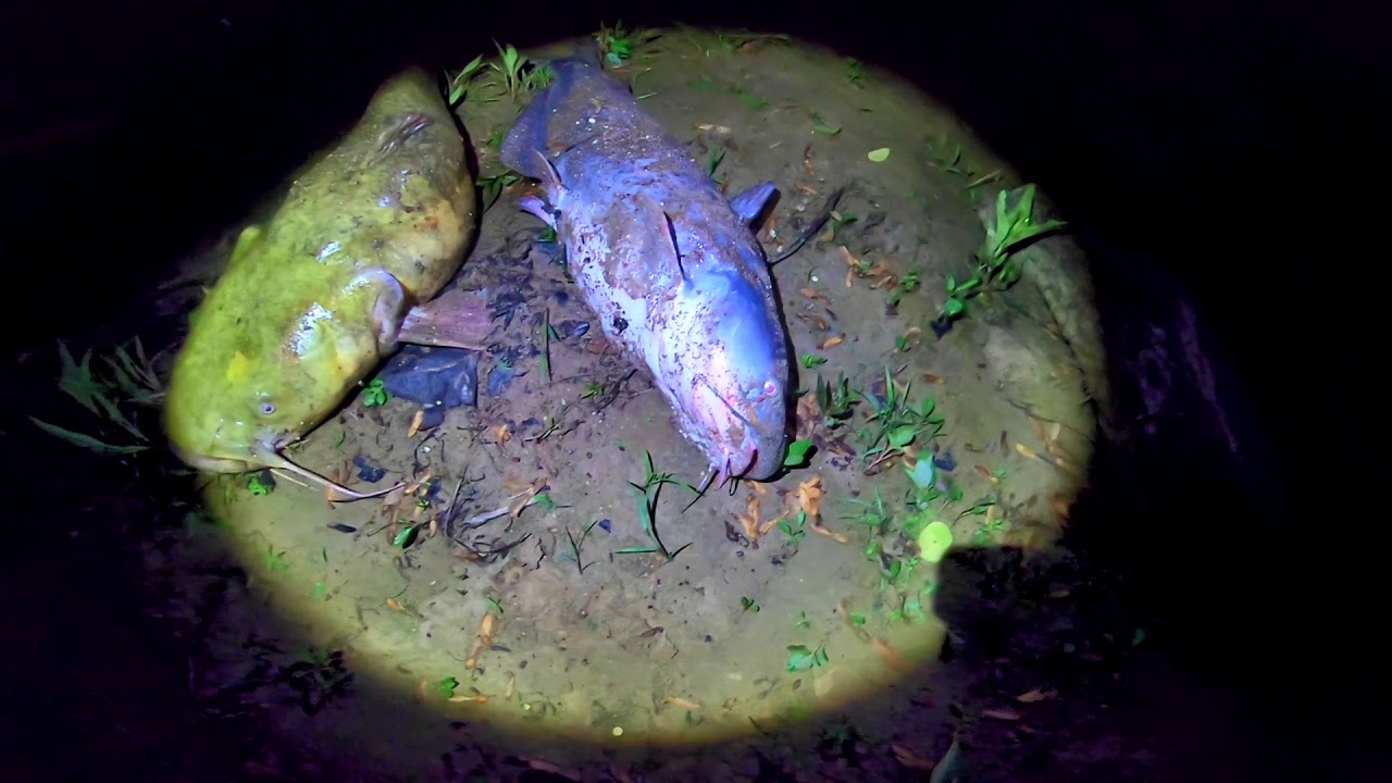 Fishing the White River for HUGE Indiana Catfish! YouTube