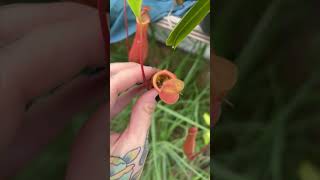 Lady Found Baby Frogs inside a Pitcher Plant