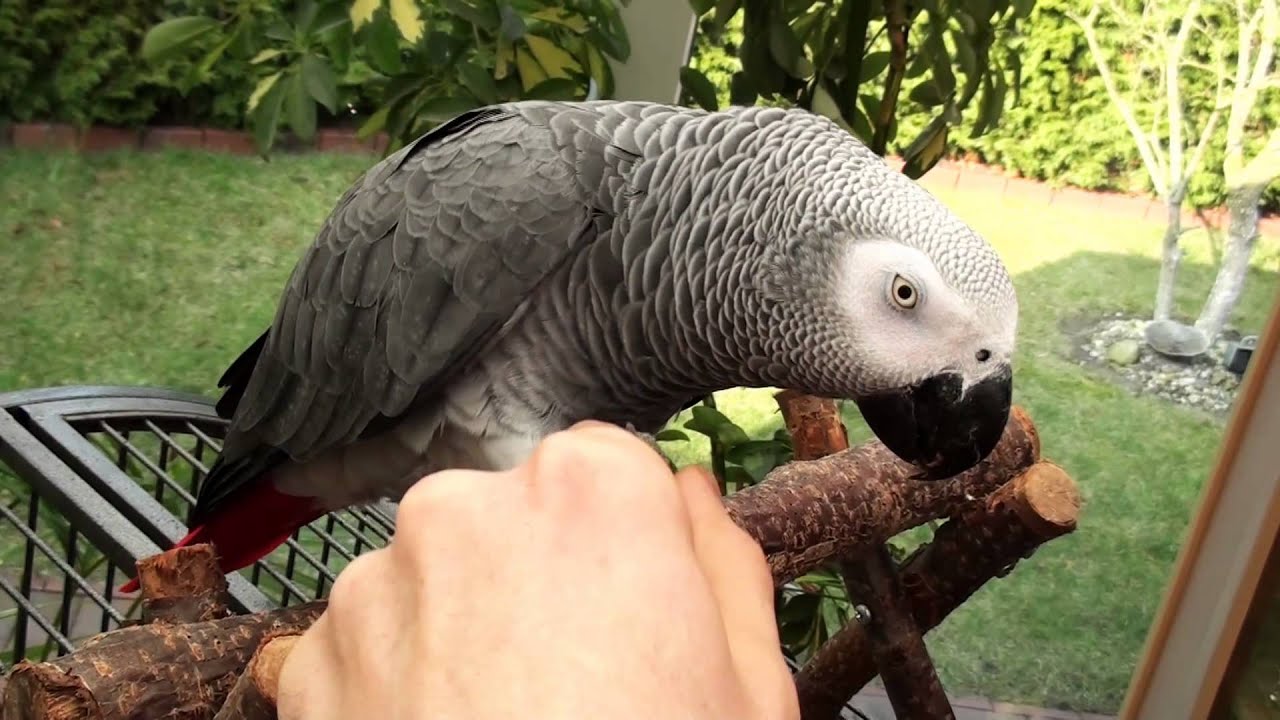 PAPAGEIENTRICKS DER EINFACHSTE TRICK DEN ALLE PAPAGEIEN LERNEN KÖNNEN YouTube PAPAGEIENTRICKS DER EINFACHSTE TRICK DEN ALLE PAPAGEIEN LERNEN KÖNNEN YouTube