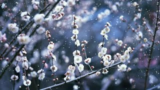 Bunga Sakura Yang Indah - Background Video Full HD No Copyright