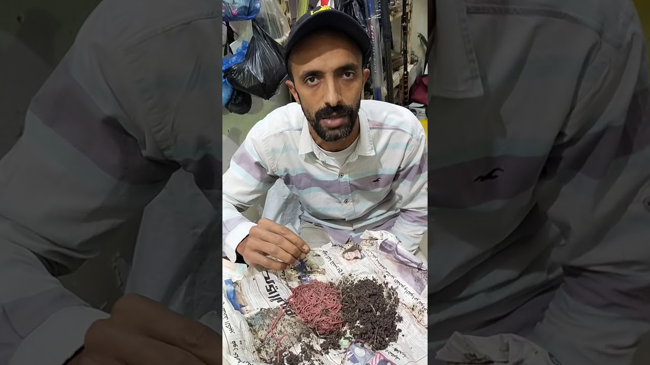 دود الارز ودود الارض