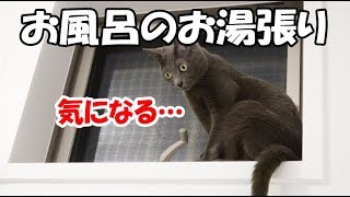 猫がお風呂でお湯張りを初めて見たときの反応 - Cats are interested in the bath -