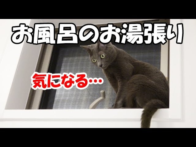 猫　毛づくろい 猫の毛づくろいをブラッシングでお手伝いする代わりに、毛玉を