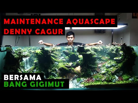 tips-aquascape-pemula-#1-cara-merawat-aquascape-denny-cagur-supaya-cakep-banget...