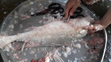 Cá Sửu Sông Nước Ngọt Đặc Sản Miền Tây ..Tôm Sông & Cá Út Giá Sinh Viên