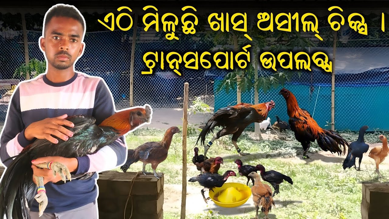 ଏଠି‍ ମିଳୁଛି‍ ଖାସ‍ ଅସୀଲ୍‍ ଚିକ୍ସ!‍ ଘରେ‍ ବସି‍ ଆର୍ଡର‍ କରନ୍ତୁ |‍ ଟ୍ରାନ୍ସପୋର୍ଟ‍ ଉପଲବ୍ଧ | #susantapetvlogs