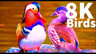 Collection of the Most Beautiful Birds on Earth in 8K ULTRA HD  HDR/ 8K TV Demo by 8K Naturer 1,682 views 3 years ago 3 minutes, 38 seconds