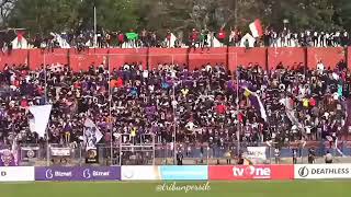 PERSIK KEDIRI Nokta hitam panji ungu kami