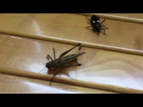 long-wing katydid VS white spot assassin bug