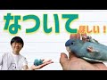 【ニギコロ】懐いてほしい!
