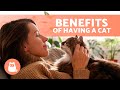 7 ADVANTAGES of Adopting a CAT 🐱✅ Why CATS Are the BEST