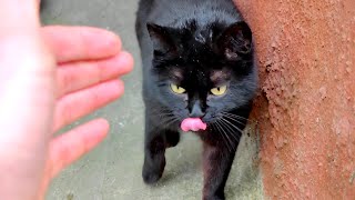 Black kitten with luxurious fur