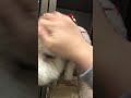 ❷洋犬ミックスの健ちゃんの様子