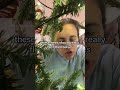Why hasn't anyone made a self-fluffing tree yet? #christmas #roadto10k #prelittree