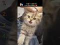 Top 5 Cutiest Cats Ever 😻✨ | You Won’t Stop Smiling! #cat #cute #kitten #funnyvideos