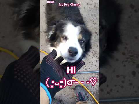 My Dog Chums Delab Puppy Positivity Smile Doglove