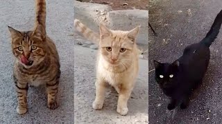 I Fed Three Cats The Black Cat Had A Broken Paw, So I Gave It Cooked Chicken