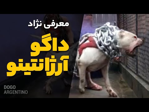 تصویری: سگهای درحال اعزام: کمک به اعضای نظامی در نگهداری حیوانات خانگی خود