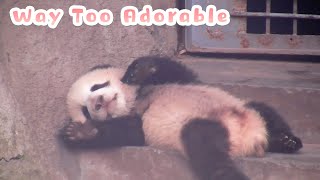The Baby Panda Is Having A Sweet Dream | iPanda