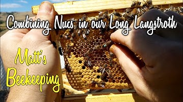 Combining Nucs in our Long Langstroth - Matt