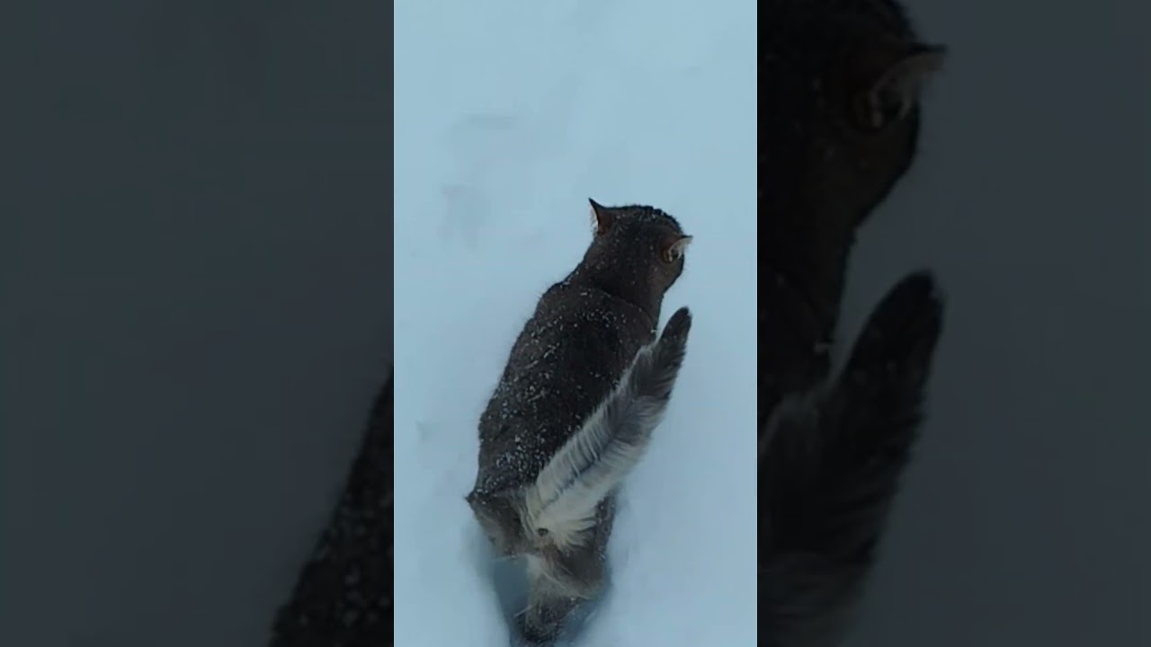 #помощьбездомным #cat #котик #кормдлякошек #89066841564 #котофейка