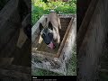 Meine kleinen Hunde