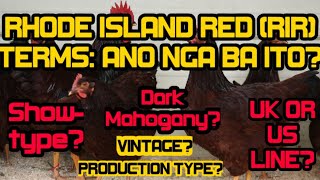 RHODE ISLAND RED (RIR) DARK MAHOGANY, UK AT US LINE, SHOW-TYPE, PRODUCTION TYPE, AT VINTAGE:ANO ITO?