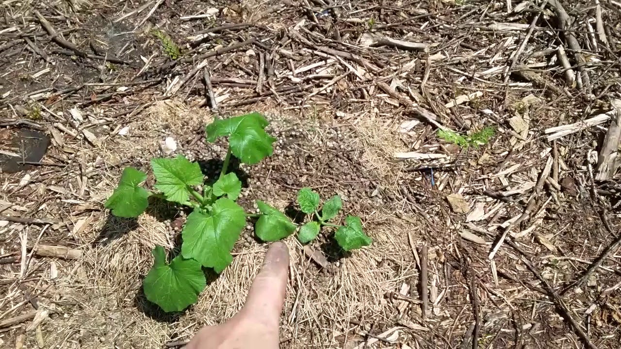 My new survival garden!