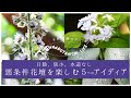 【シェードガーデン】日陰、狭小、水道なし✴︎悪条件花壇でガーデニングを楽しむ5つのアイディア✴︎|6月の庭|