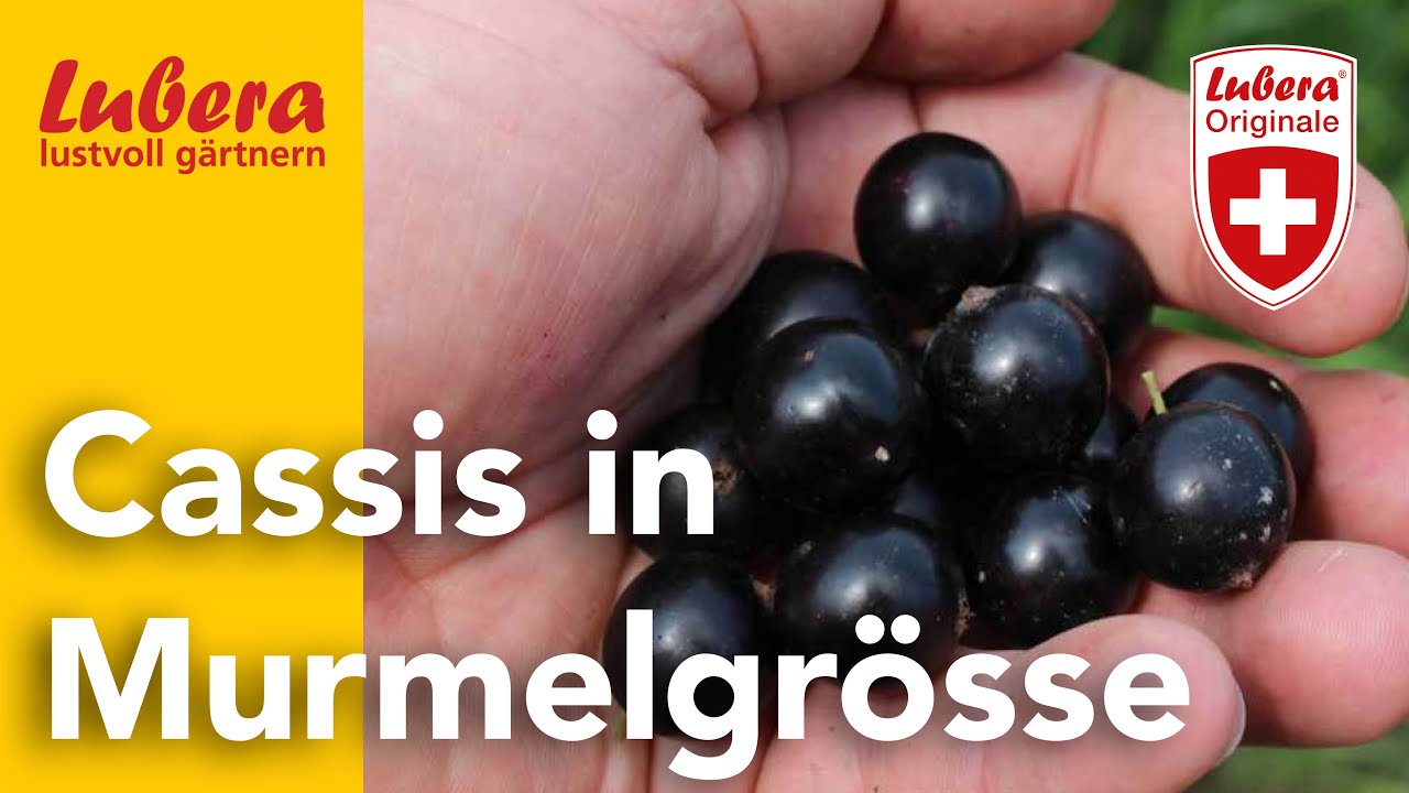 Cassis so gross wie Murmeln: 'Cassissima' die schwarzen Johannisbeeren von Lubera