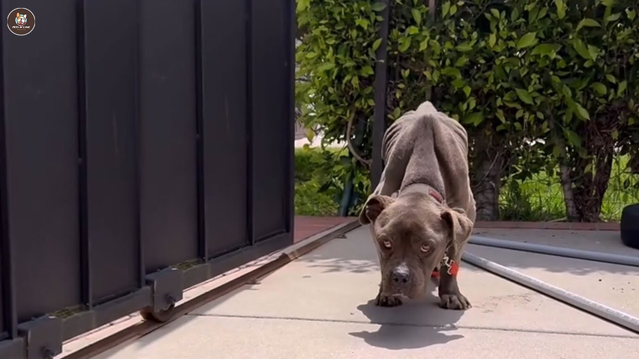 Бедная Питти потратила последние силы, чтобы войти в мой дом и позвать на помощь.