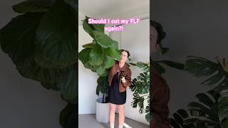 Propagating a Fiddle Leaf Fig Tree, AGAIN?! Should I Prune Back my Ficus Lyrata for the third time?