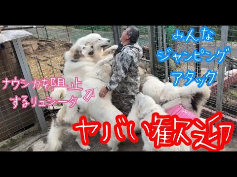 【小泉パパママがお見舞いに来てくれました】久しぶりにくるとこんな歓迎になりました😱【Great Pyrenees】