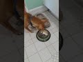 Chihuahua come arroz y frijoles