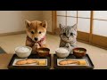 まめとまるの朝食作り｜Mame and Maru Make Breakfast