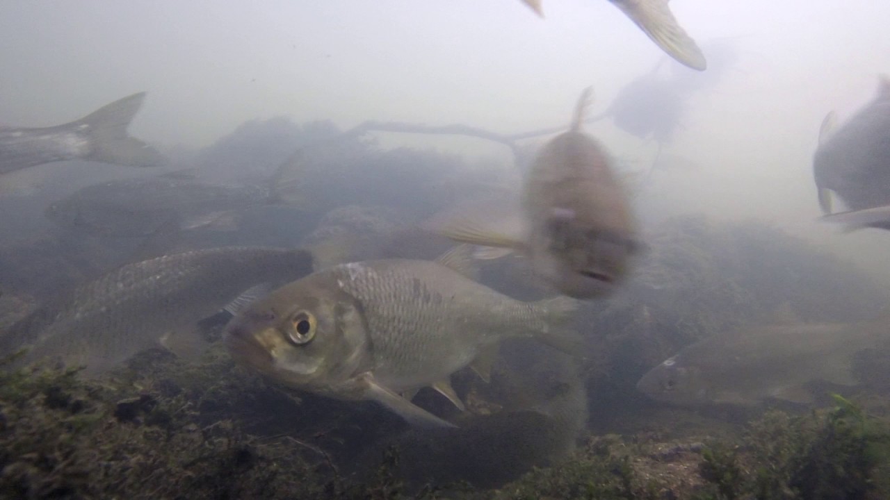 Flounder, Mullet, Gudgeon, Perch, Roach, Chub and Dace in UK River