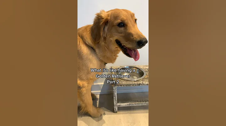 So you think you want a Golden Retriever? #shorts #dogs