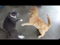 Cats fighting (Indoor cat v Outdoor cat)