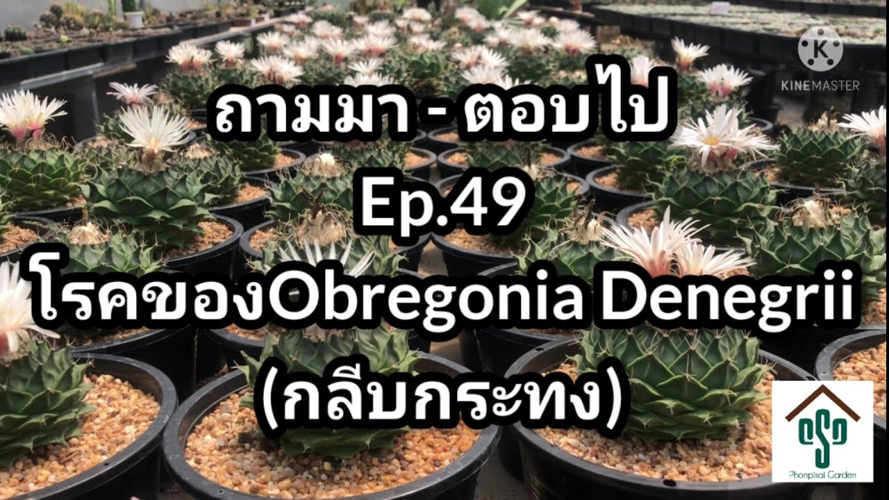 ถามมา - ตอบไป Ep 49 โรคของกลีบกระทง(Obregonia Denegrii)