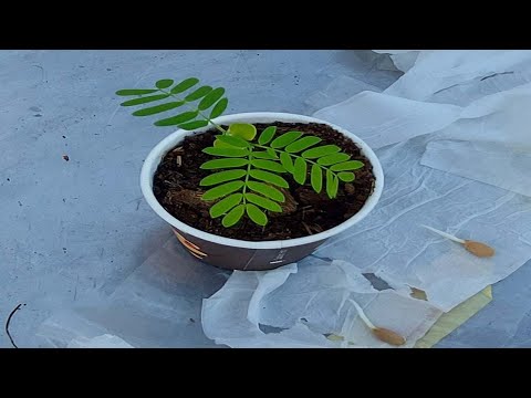 فن زراعة بذور البونسيانا الصفراء بطريقه المائية