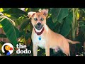 Woman Writes Hilariously Honest Adoption Post For Her Wild Foster Dog | The Dodo Adopt Me!