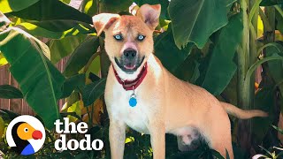 Woman Writes Hilariously Honest Adoption Post For Her Wild Foster Dog | The Dodo Adopt Me!