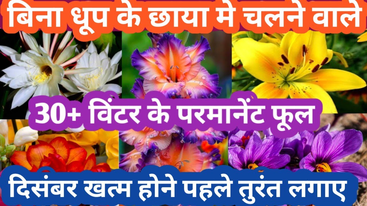 छोटे-छोटे पोट मे बिना धूप के छाया मे चलने वाले विंटर के परमानेंट फूल Parmanent Flowering Plant