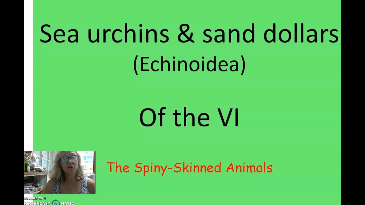 Echinoids by MT