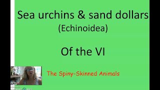 Echinoids by MT
