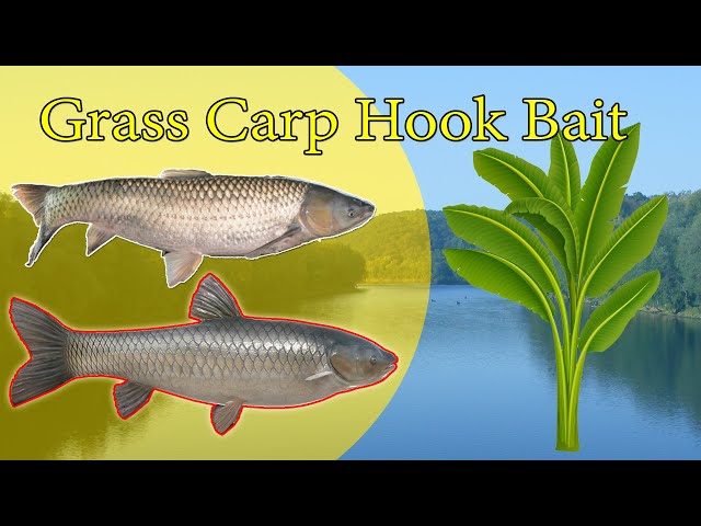 Grass Carp Hook Bait + Rod for Big Fish 