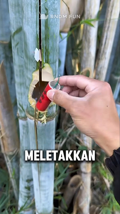 Kekuatan petasan di batang bambu yang mengejutkan‼️😲