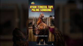 Ayam Paling Percaya Diri Di Dunia!