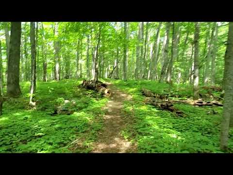 Vidéo De Relaxation De La Nature Promenade Dans La Forêt En Montagne Sous Dans Le Témiscouata
