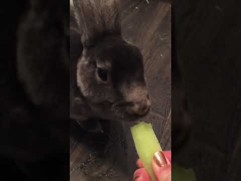 Asmr Rabbit Eating Honeydew Melon Crazy Fur Food You Asmr Rabbit Eating Honeydew Melon Crazy Fur Food